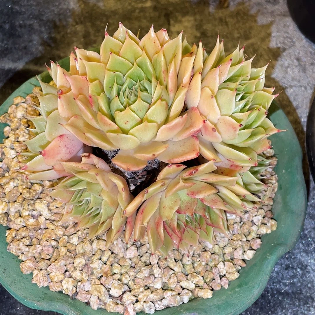 多肉植物一物一拍