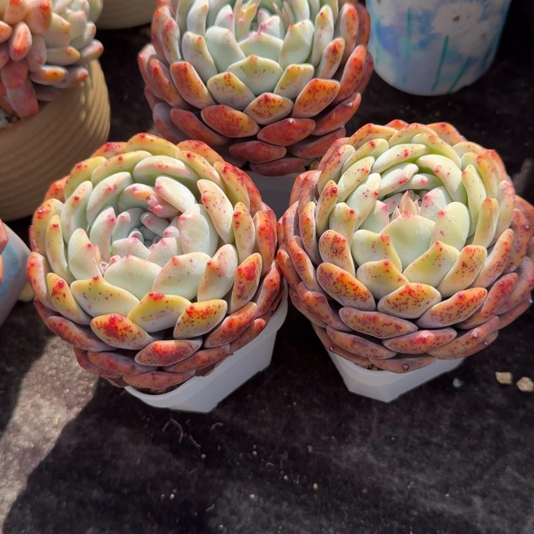 ?*染三颗一组，带盆发货