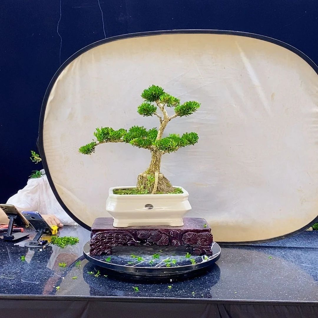 无花朵靓****容精品黄杨盆景