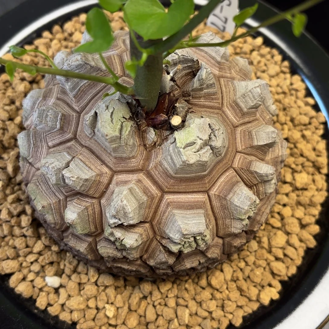 4001号龟甲龙带盆包邮尺寸11