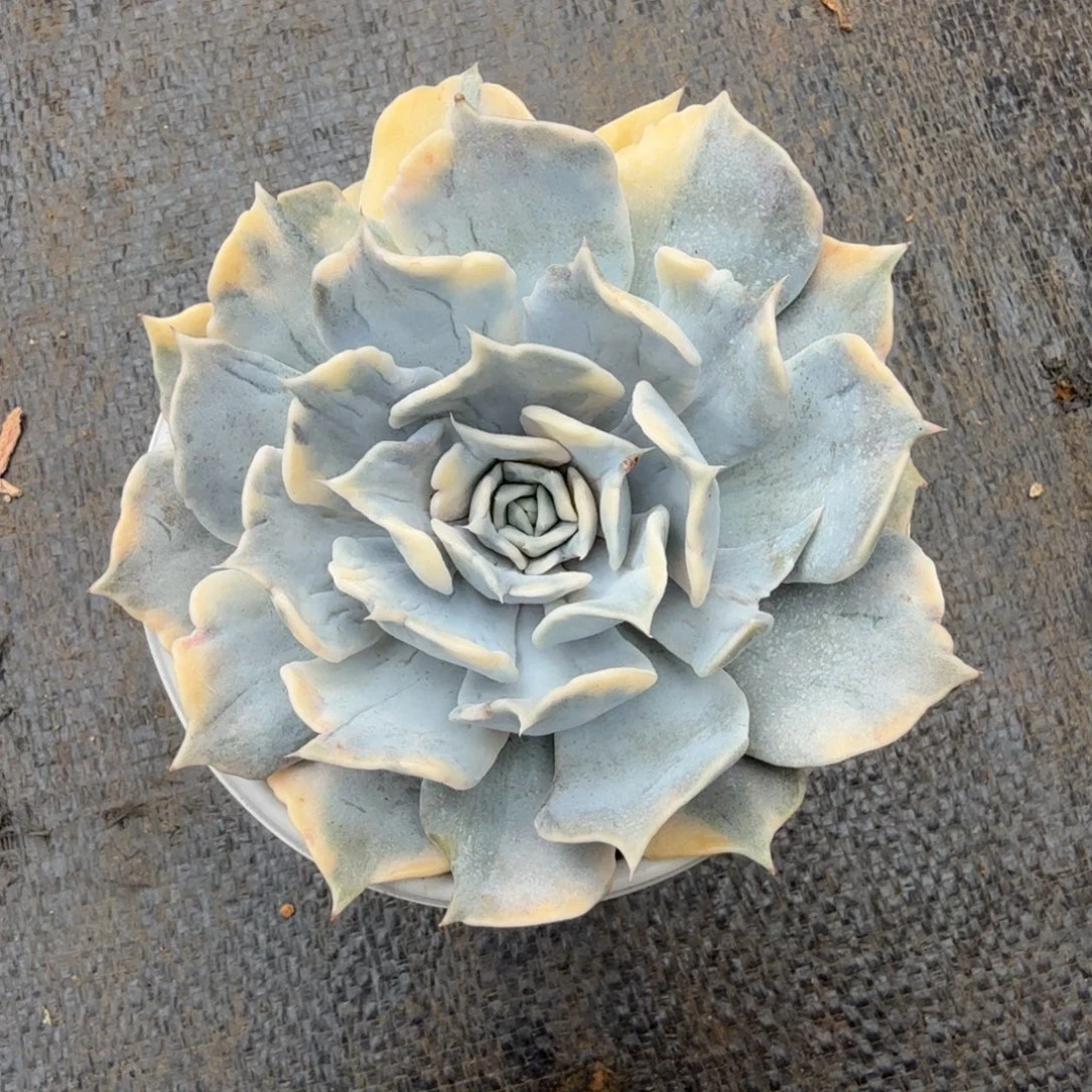 丽娜莲锦锦上园艺一物一拍