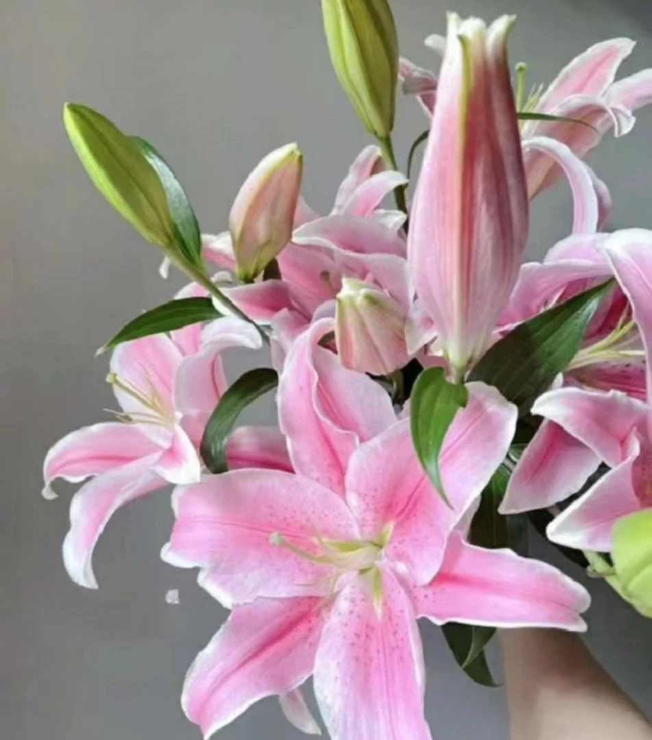 香水百合5支装，粉色