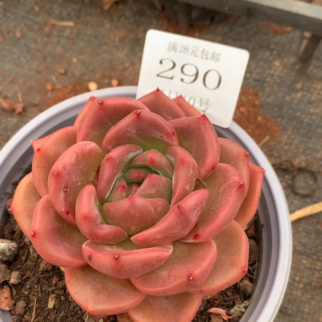 【闪购商品】云290号