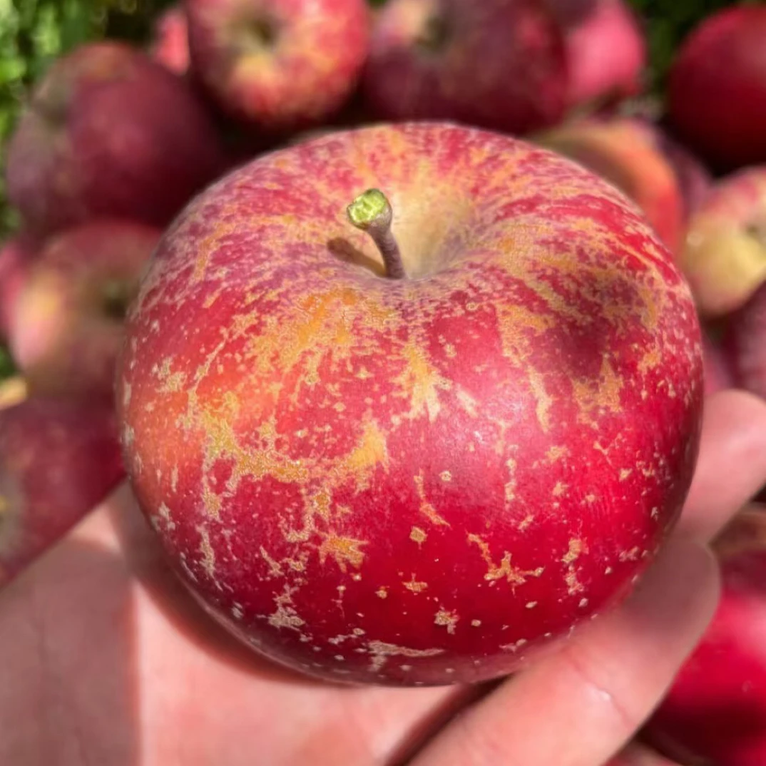 盐源丑苹果 净果4斤 超级甜脆四川省