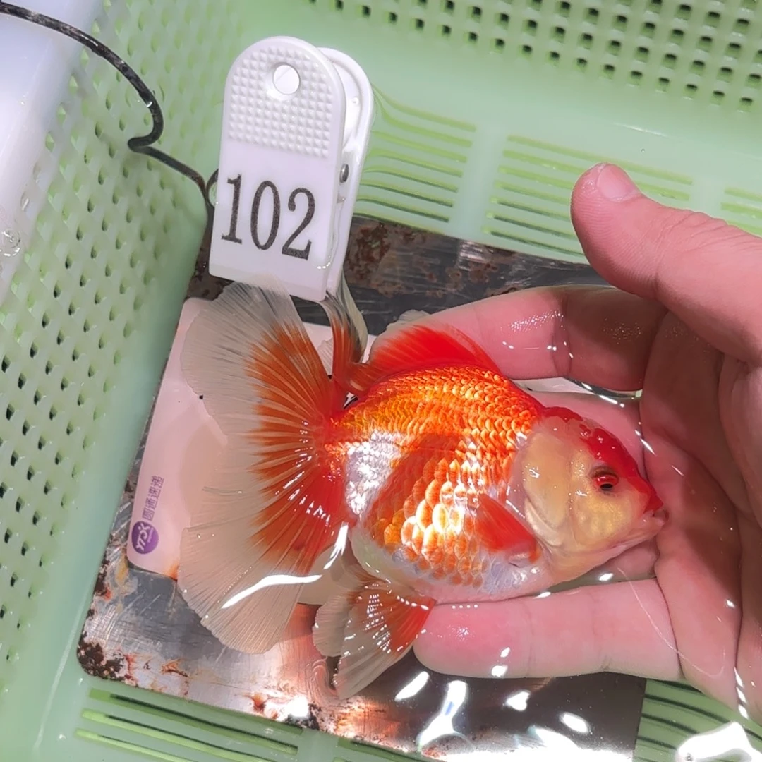 金鱼拍包装箱包邮，没拍发顺丰到付