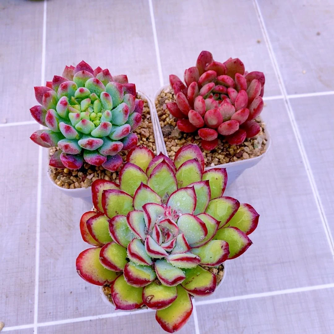 多肉植物组三蓝苹果红宝石灵隐送盆土32