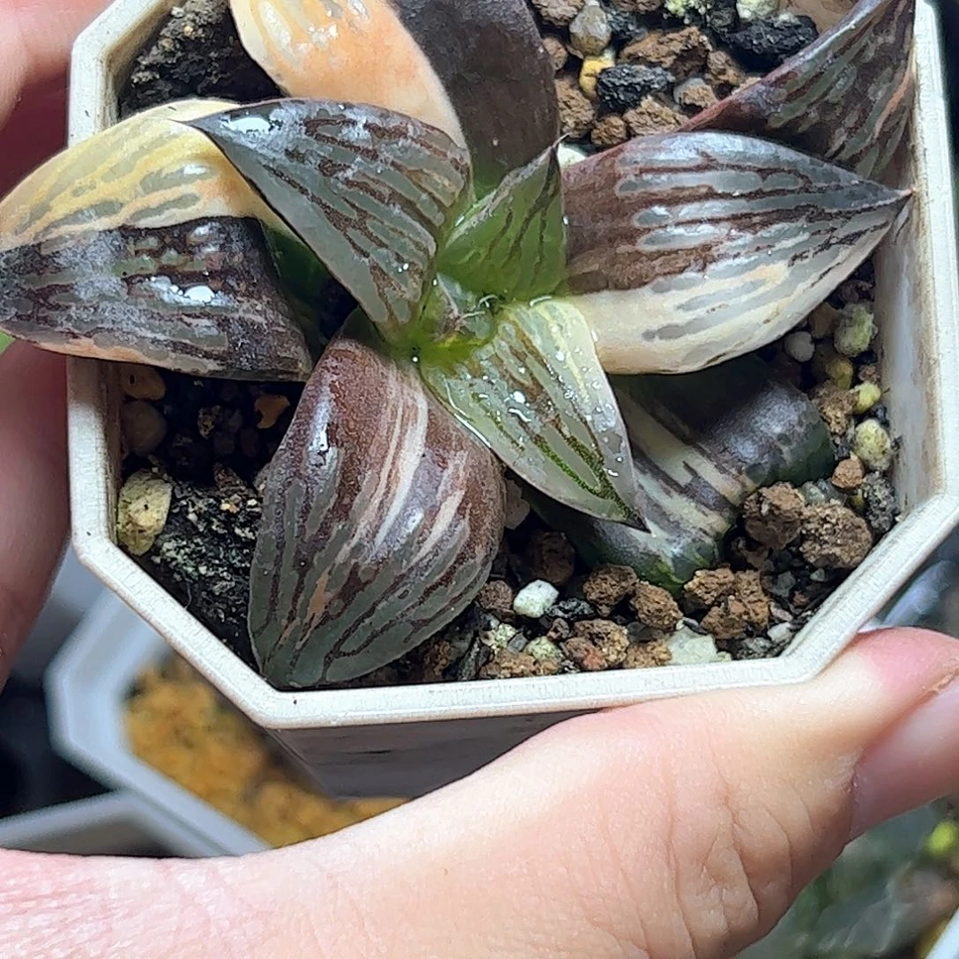雷影锦十二卷多肉
