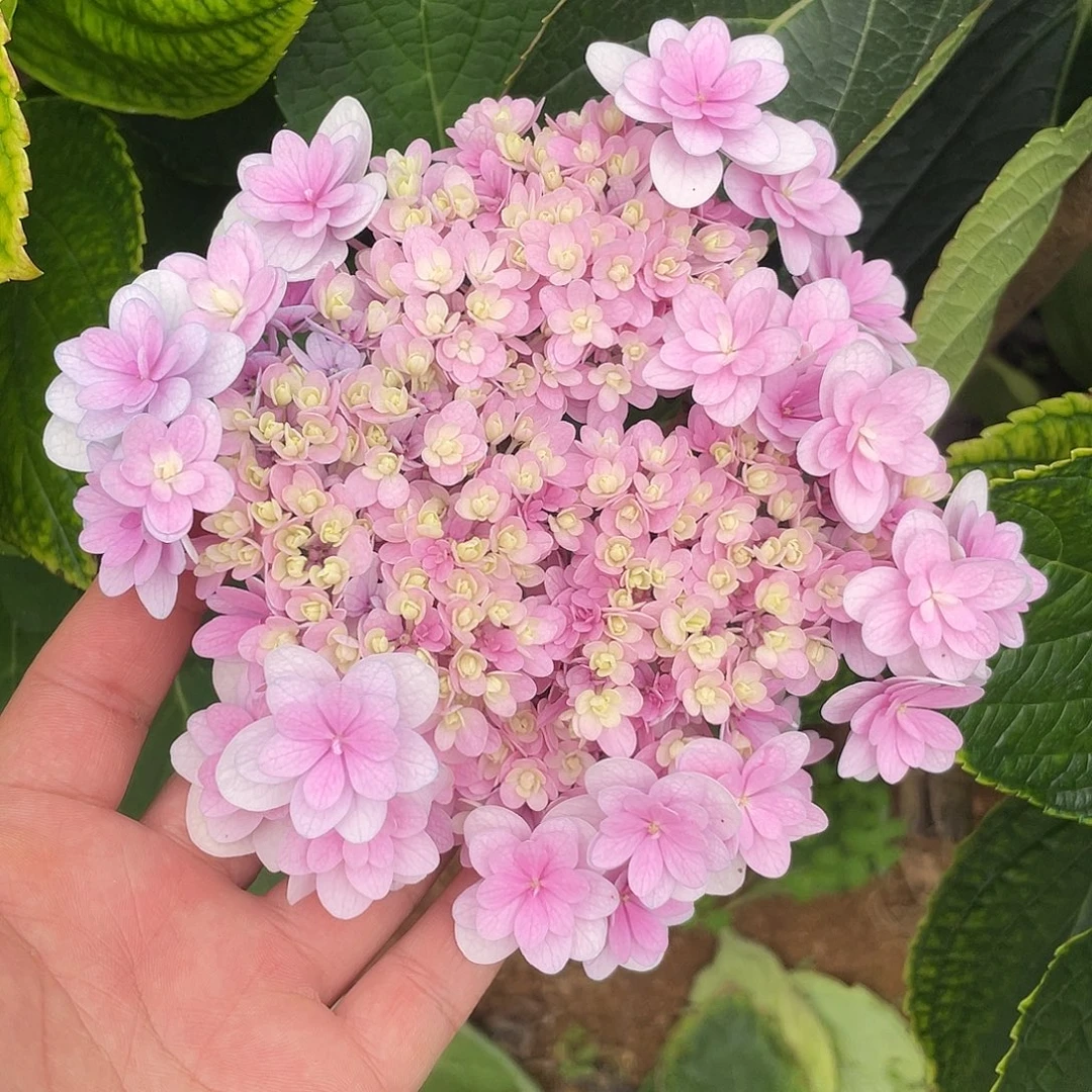 绣球切花一物一拍3枝起包邮，117