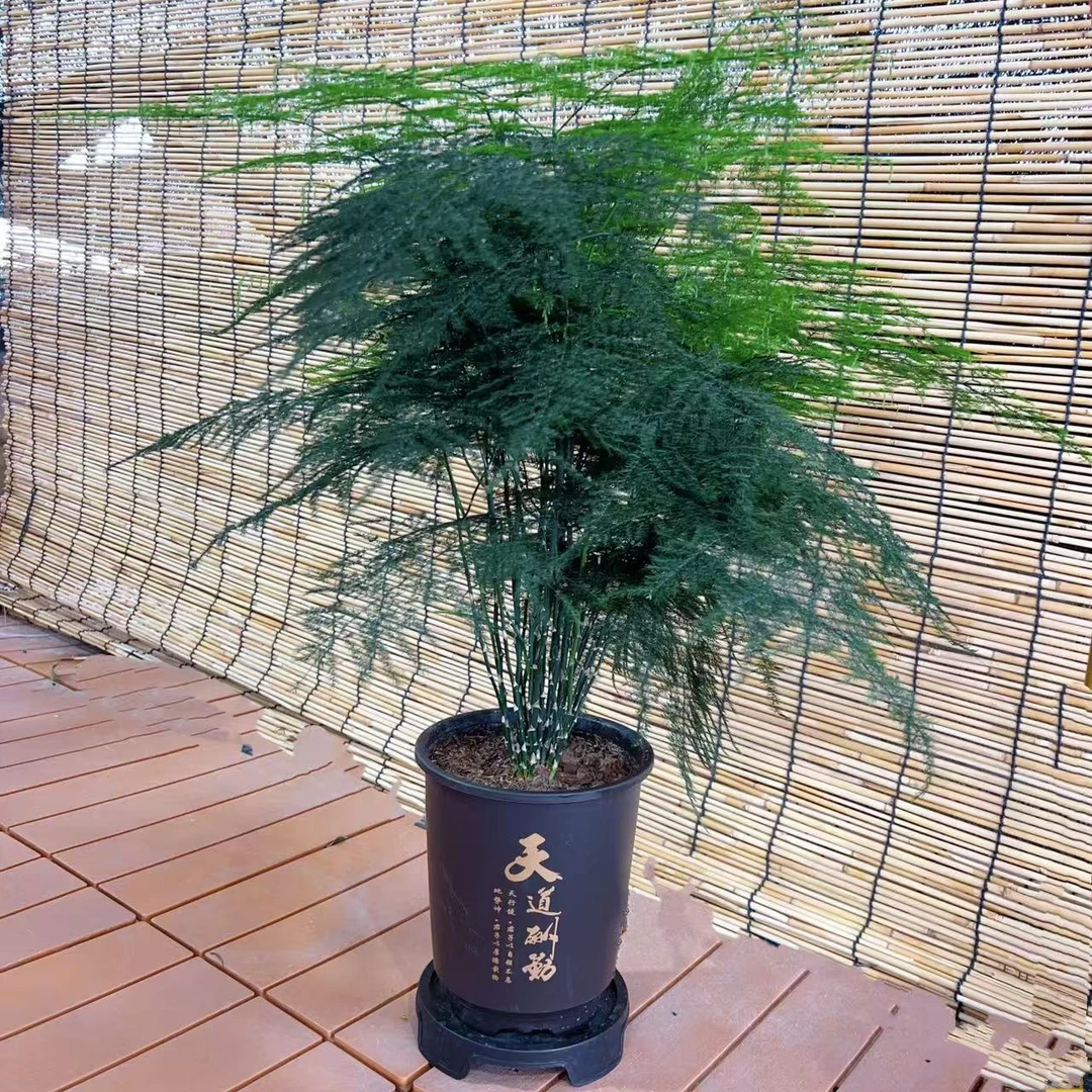 文竹盆栽植物室内客厅办公室绿植花卉好养四季常青