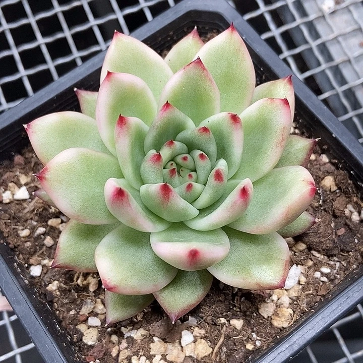 摩根锦多肉植物的