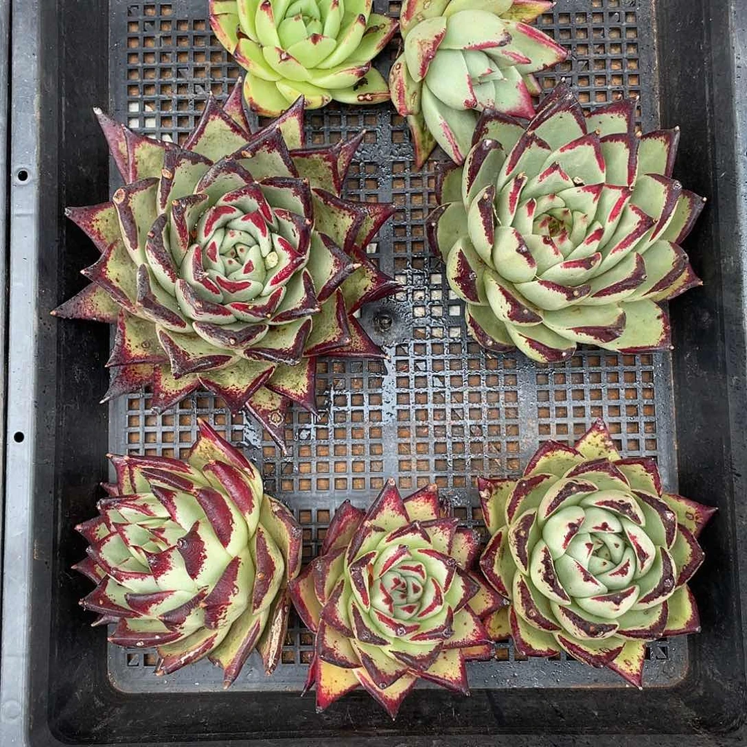 若如东云组拍877