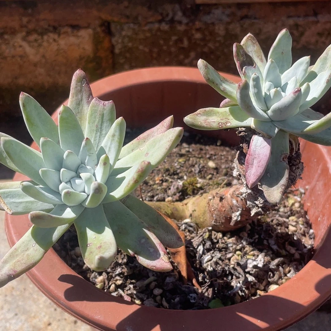 【闪购商品】白姆老庄瑕疵特价不售后