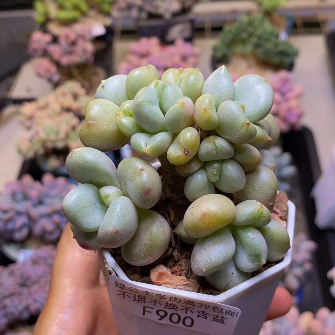 900比尔盖茨多肉7cm