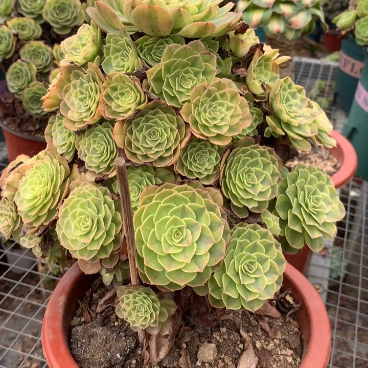 594雨荷多肉植物特价