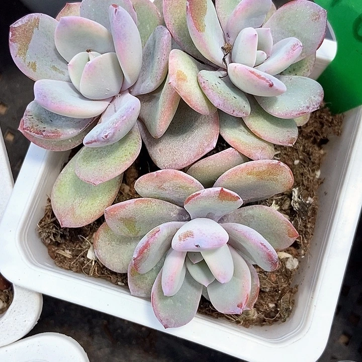 多肉植物韩版奶茶1663