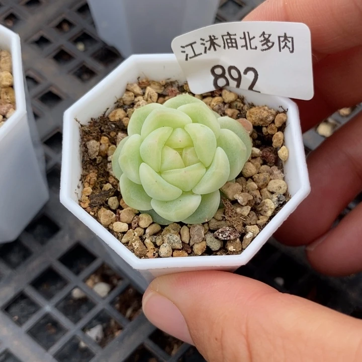 标892现金一个多肉