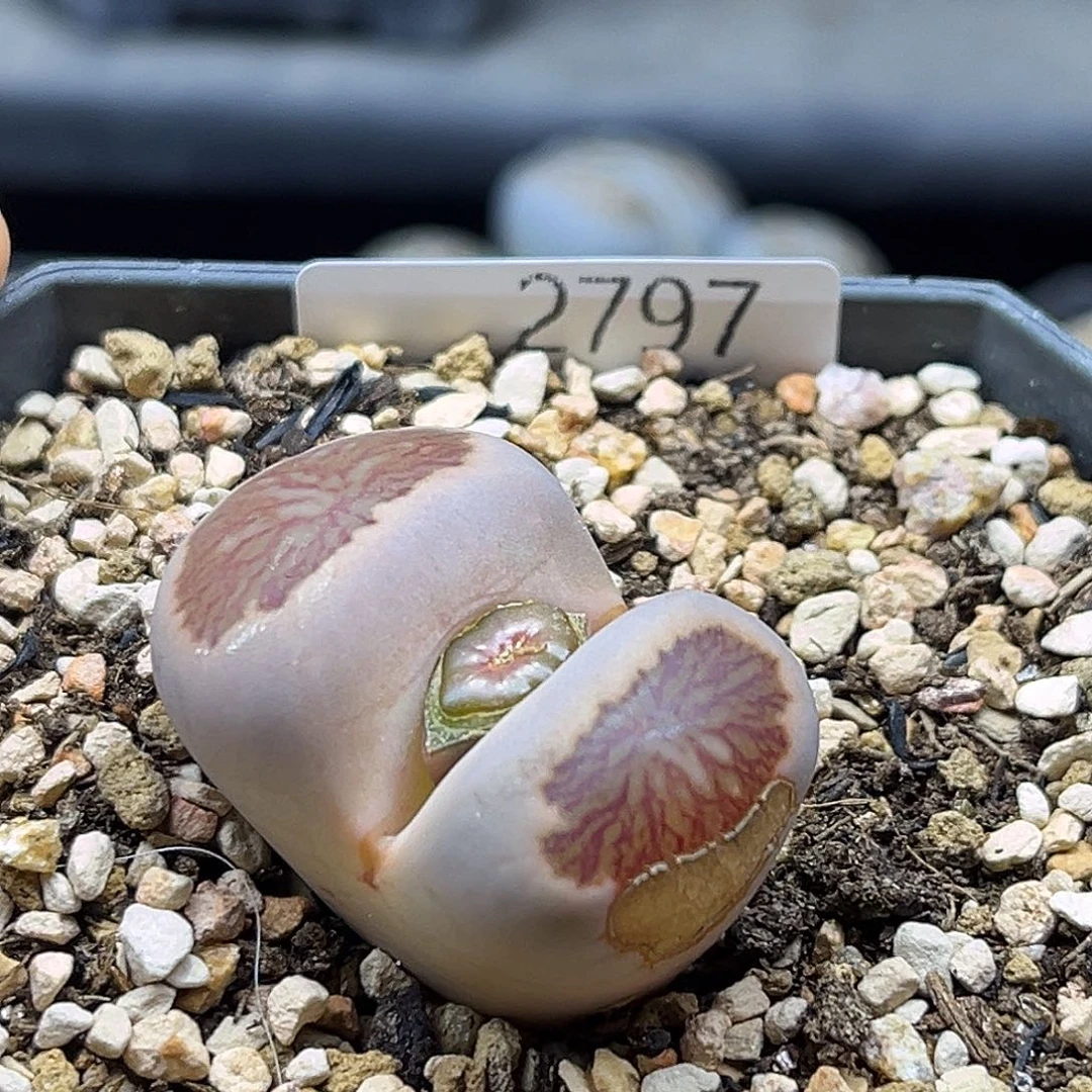 一物一拍菊文章2797