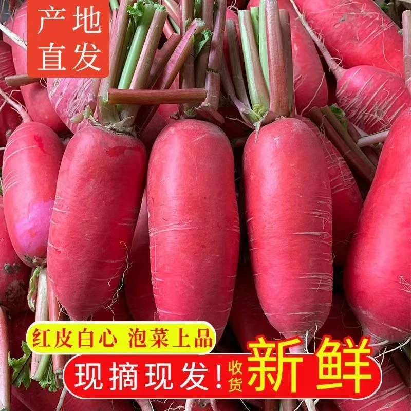 农家自种胭脂红皮萝卜。拍萝卜【送叶子多拍多送】