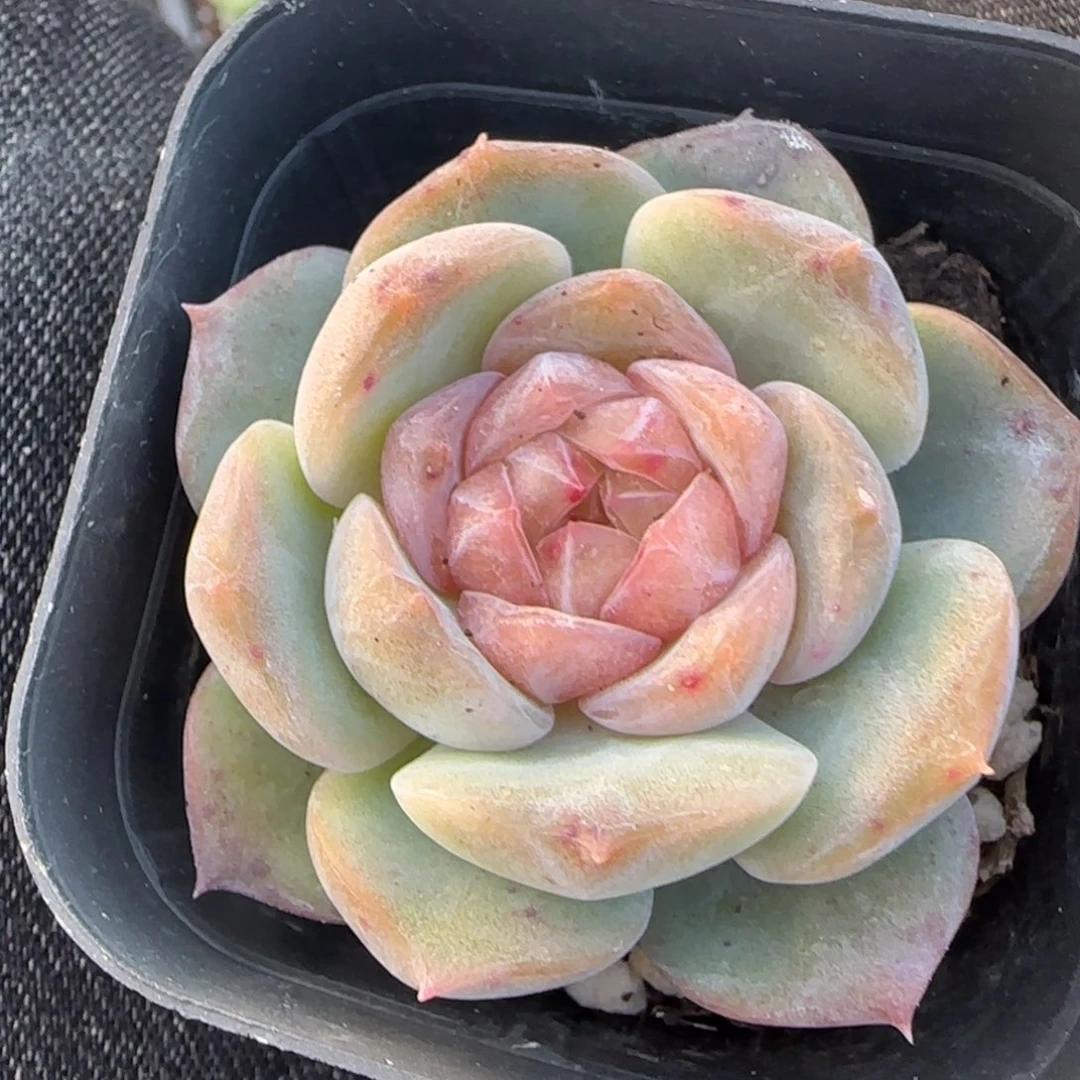 小卡拉米糖心一物一拍