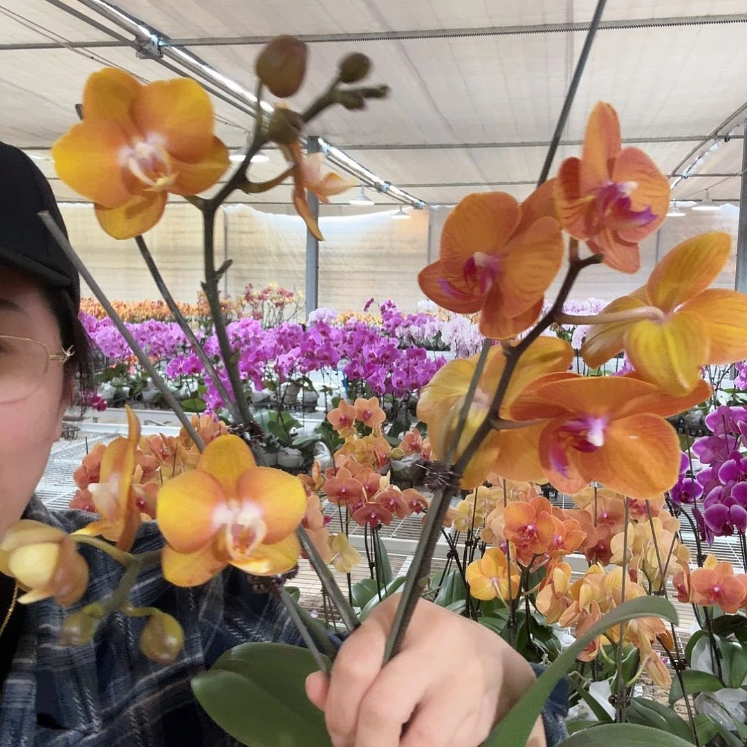 完全开放博洛尼亚1颗.拉斯维加斯2剑1颗