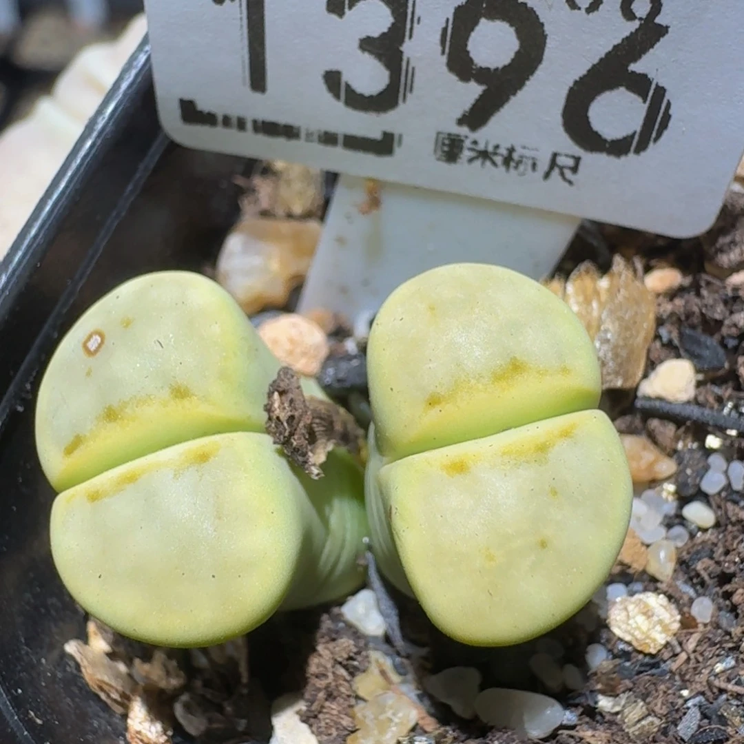 zzzzz精品生石花1396