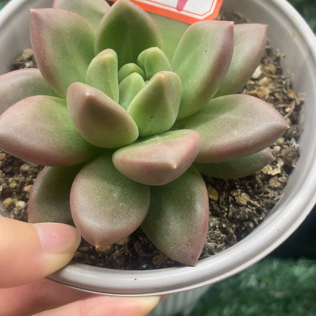 069一物一一拍一物一拍