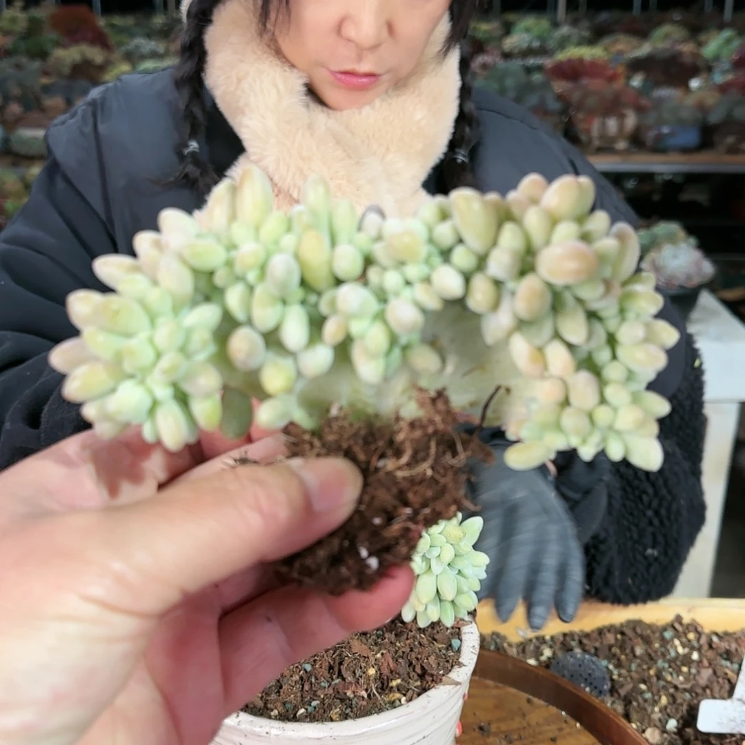 汤圆缀68             肉