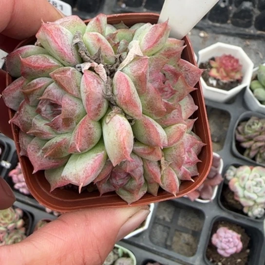 126桃熏多肉植物多
