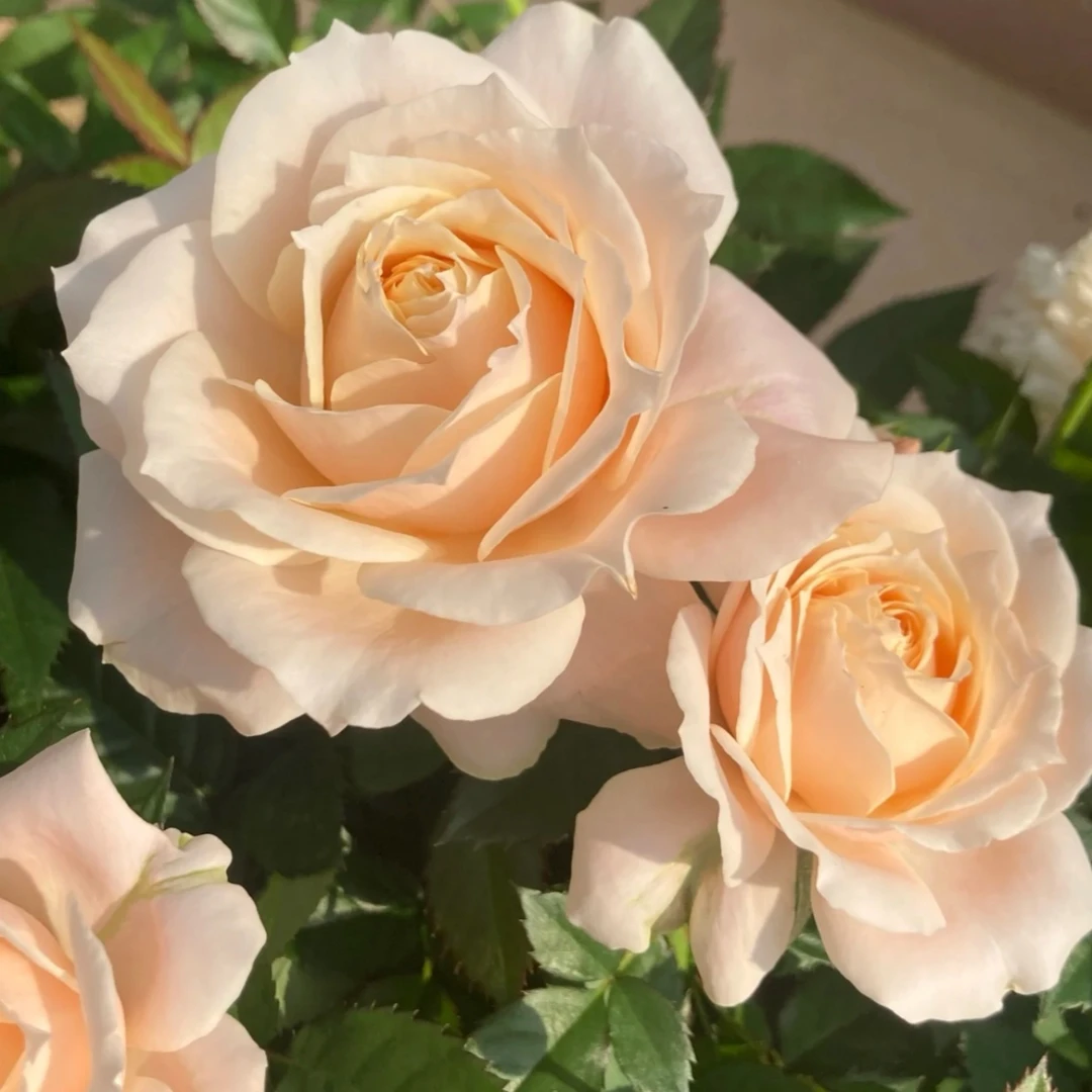 【乳茶多颗扦插】阳台庭院好养护抗病性强花卉绿植月季盆栽