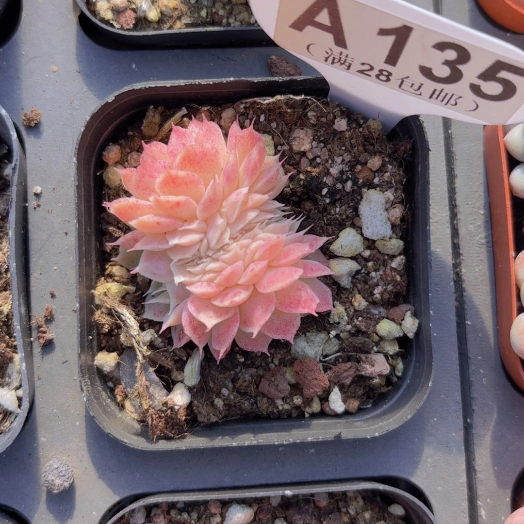 A135虾饺杂交一物一拍