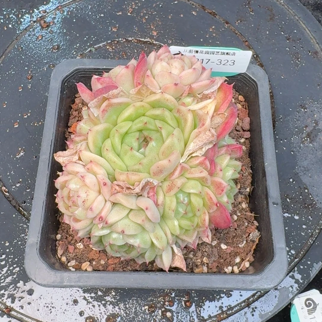 从前慢多肉精选编号1217.323