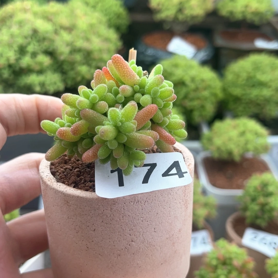 无花朵174蜜桔可爱多肉植物