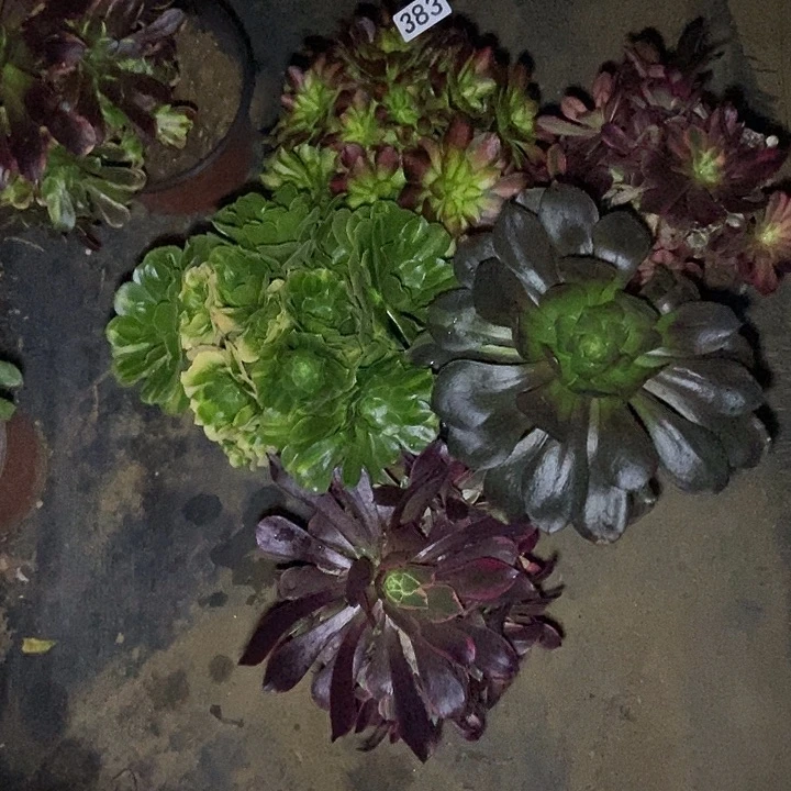 五颗多肉特价不包断383多肉