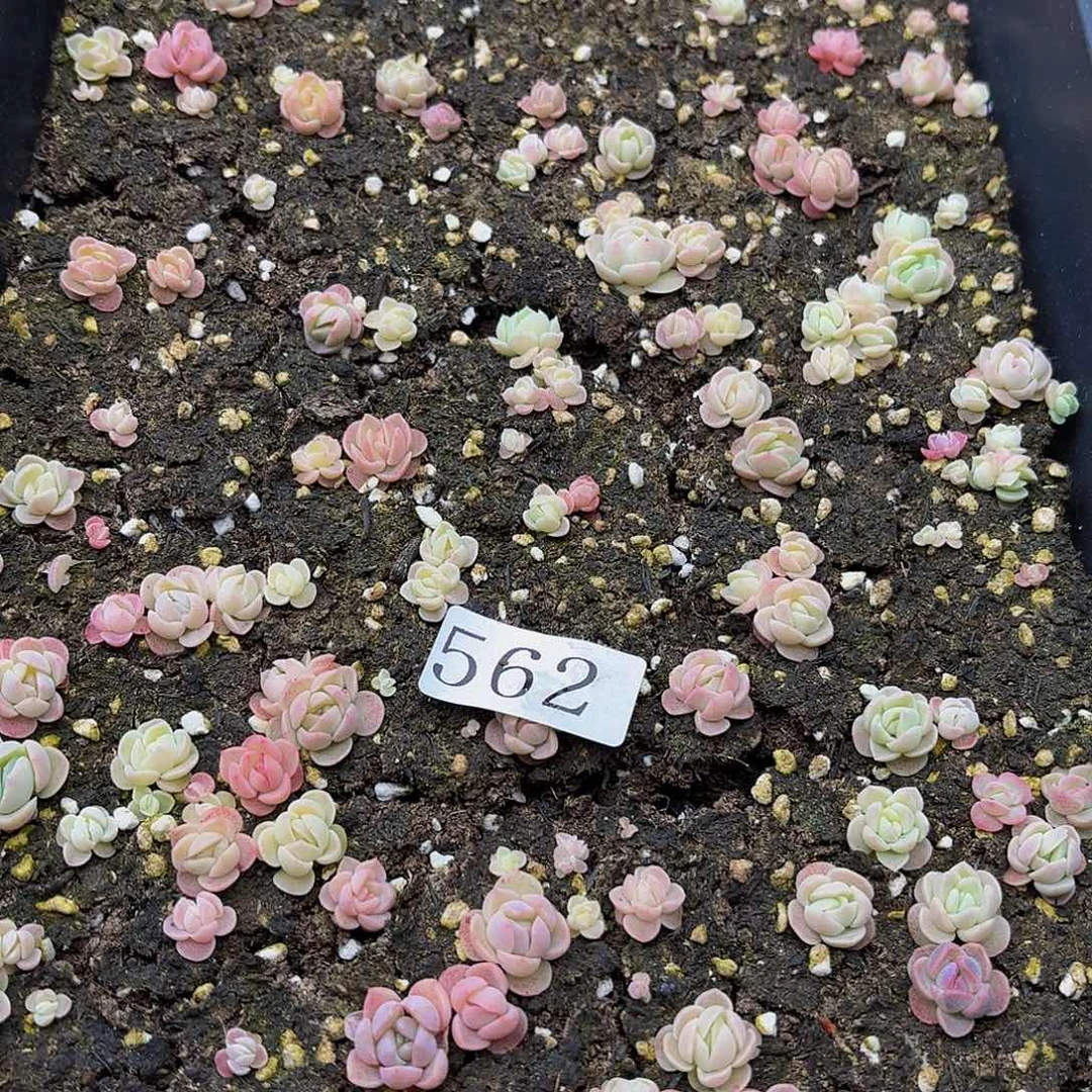 多肉植物多肉植物562