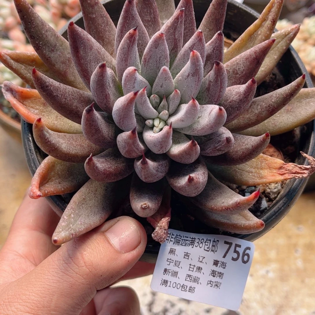 756魔爪德华多肉