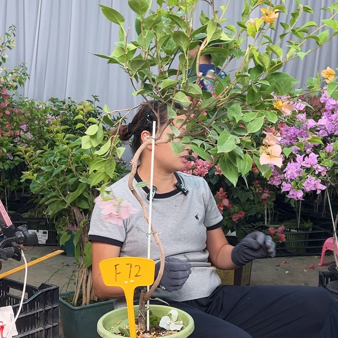 若****当前无花栽培后可以开花F72金发