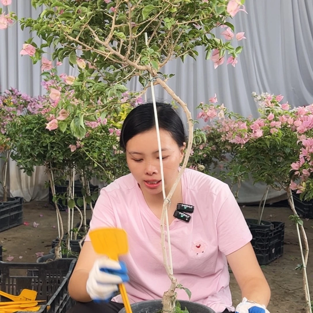 筝***游大部分花苞少量开放F97魔法樱花