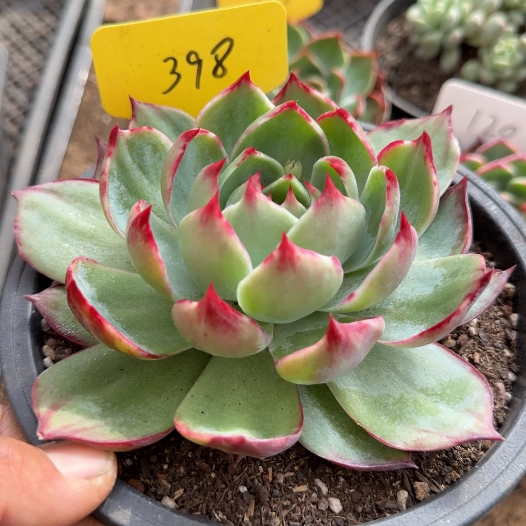 惊鸿一物一拍包装收缩花旱398