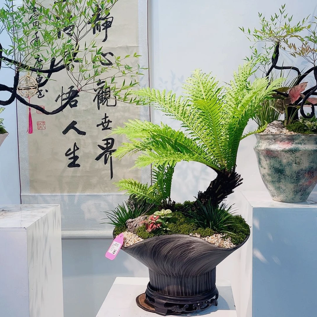 无花朵高端盆景一物一拍