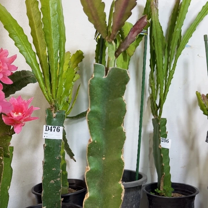 当前无花栽培后可以开花491