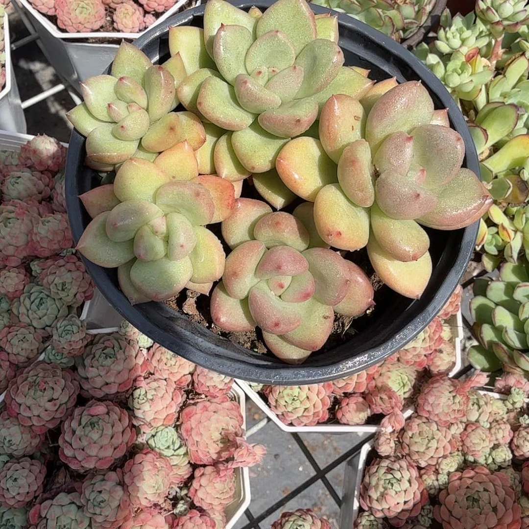 奶油鳄梨多肉植物