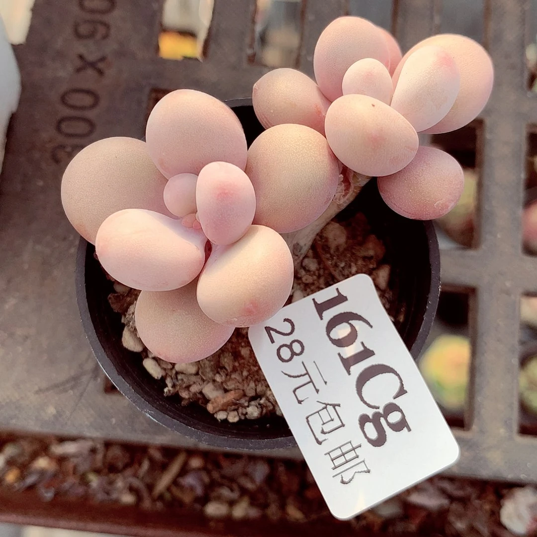 5厘米盆精控多肉161