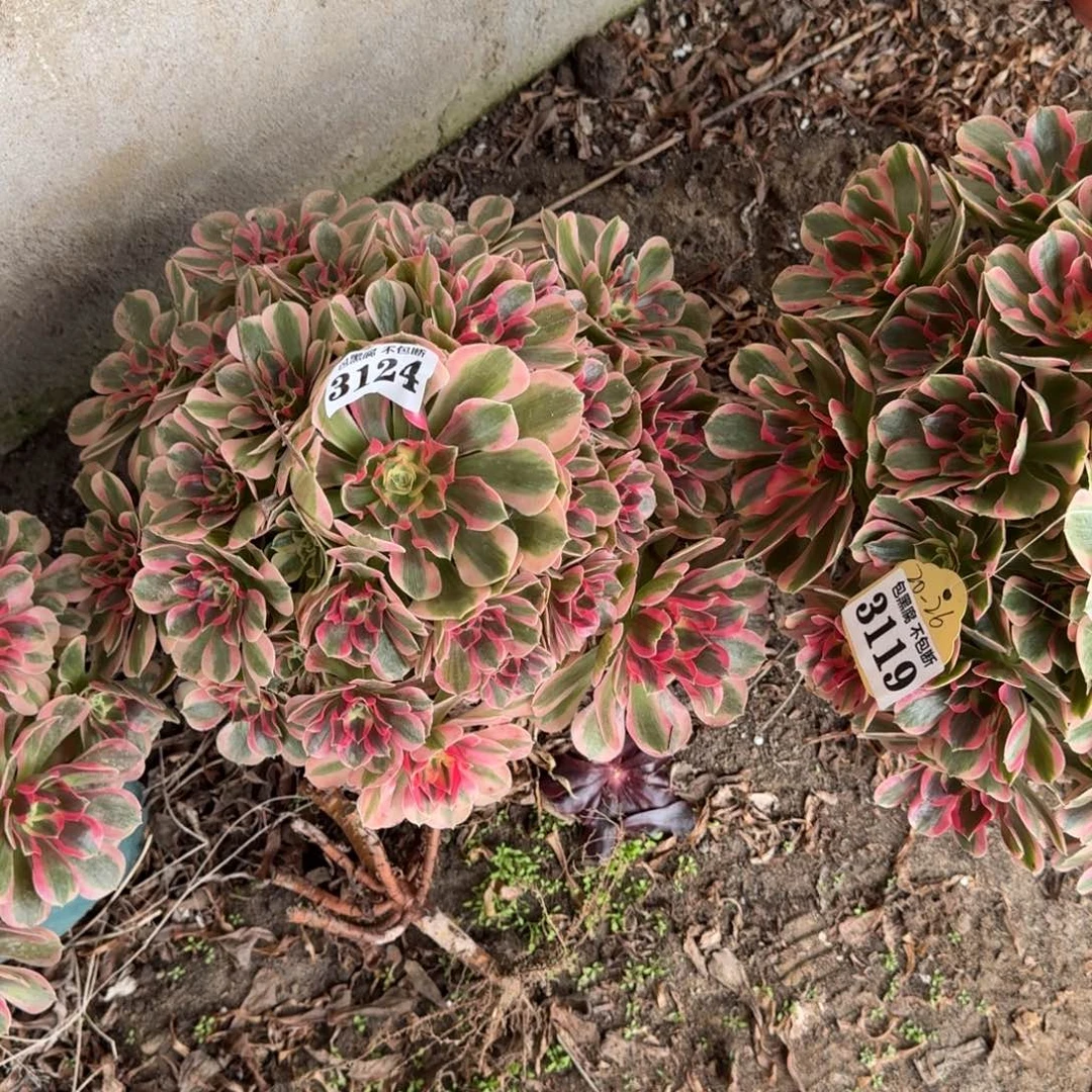 法师女郎20-26 3124