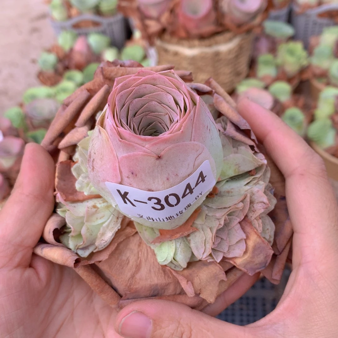 3044福利超大g b v g vvv