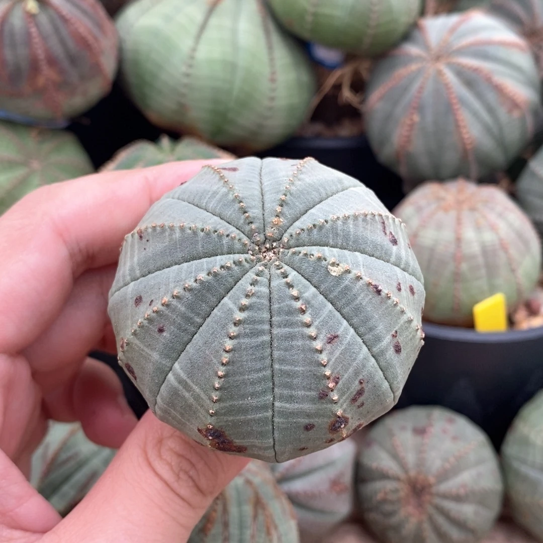 1欧系实生布纹球多肉植物