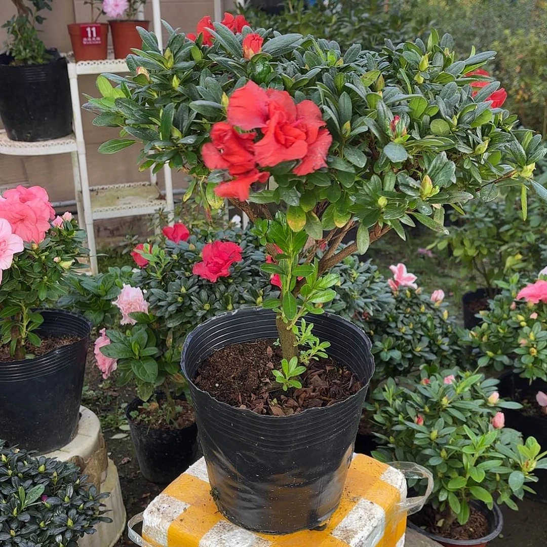 大部分花苞少量开放