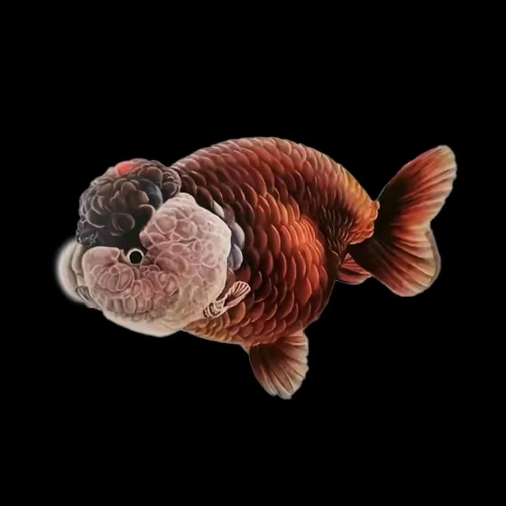兰寿玛丽金鱼链接