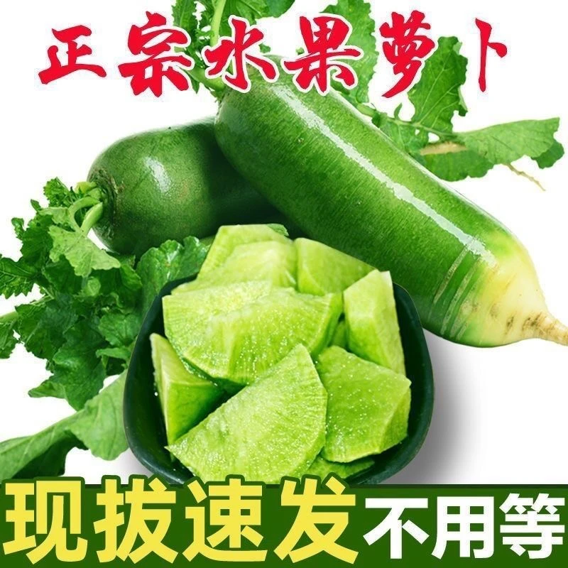清脆爽口水果萝卜现挖现发东北黑土地种植
