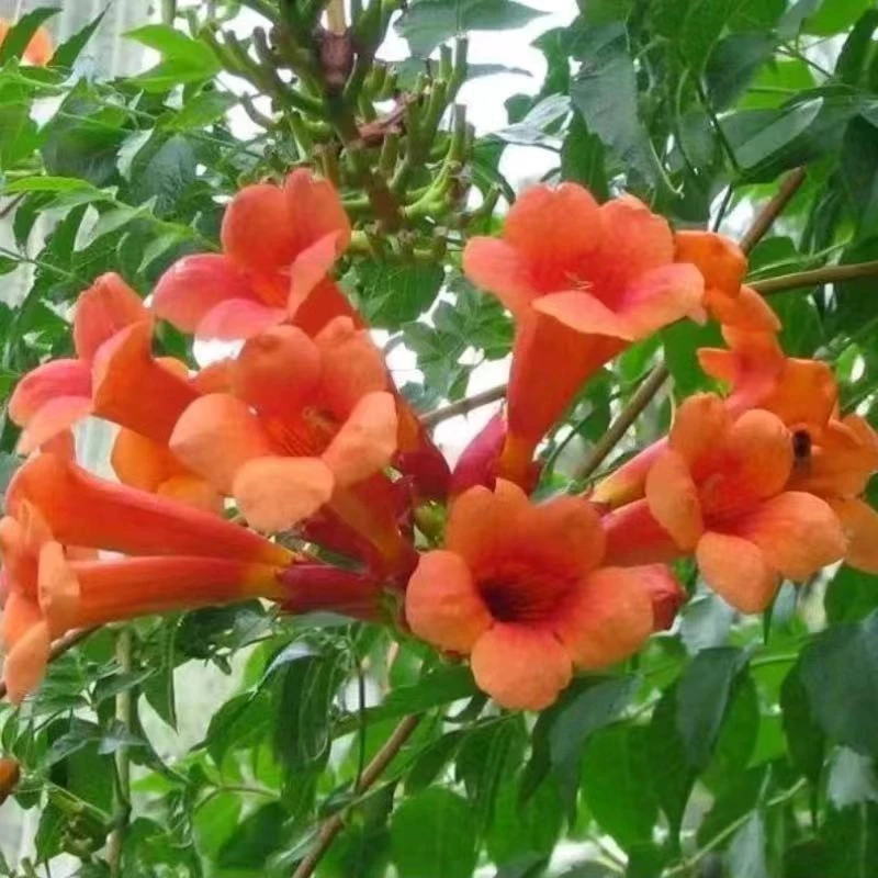 中华凌宵花，大花朵花期长，花量大，适合南北方种植