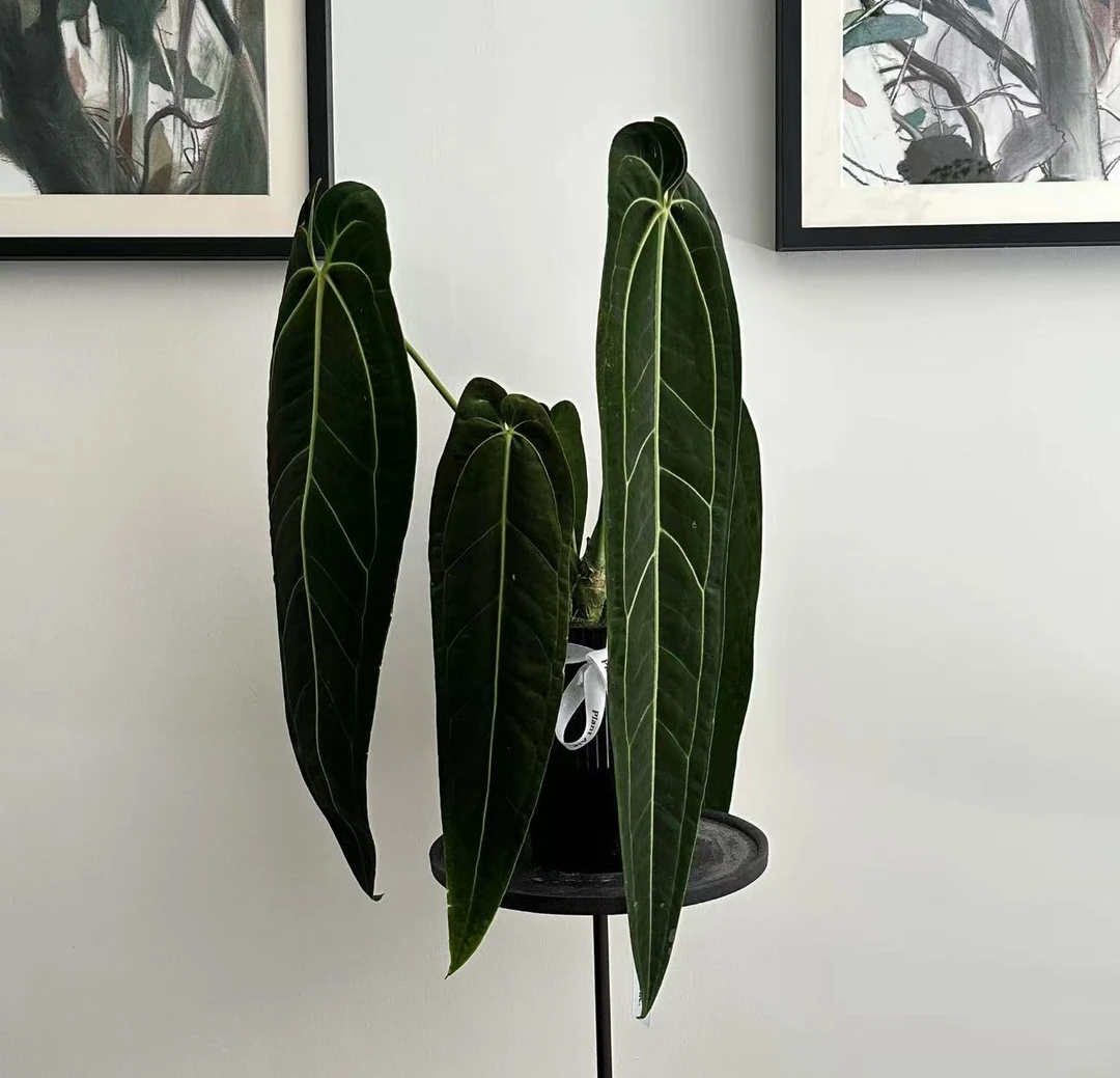 【小陈】（火鹤后花烛）室内网红好养耐看绿植盆栽